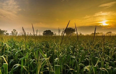 Air pollution from corn production is a major contributor to premature mortality