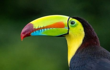 Scientists urge IUCN to keep genetic tools on the table to fight biodiversity loss