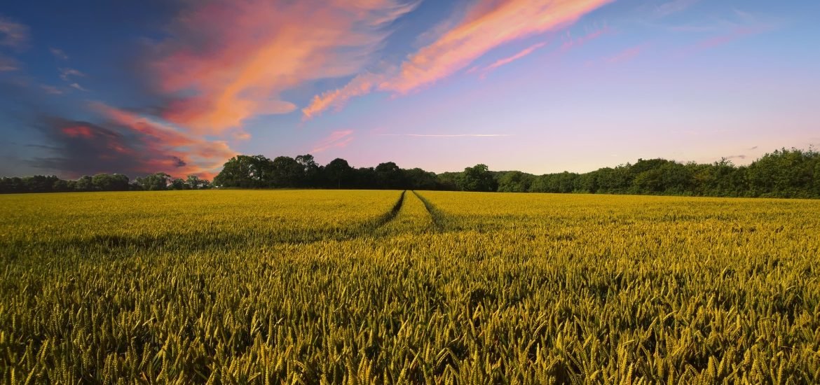 The place of Europe in the new plant breeding landscape:  evolution of field trials