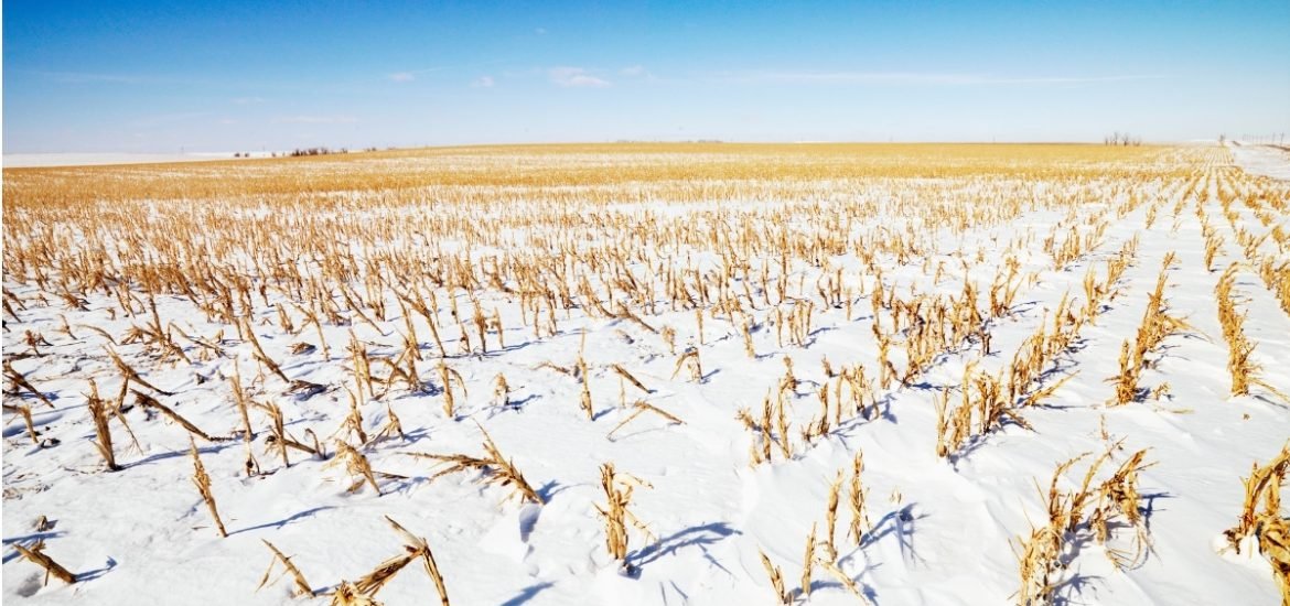 Cover crops may be increasing winter temperatures