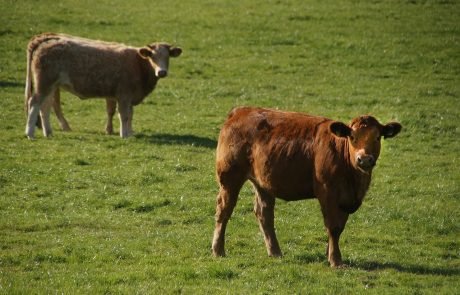 Scaling up animal health technologies can drive the EU’s Green Deal agenda