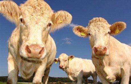 Kühe haben eigene Stimmen, teilen ihre Gefühle über Gesichtsausdrücke mit und sind lernfähig wie der Mensch