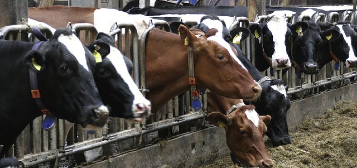 EU-Klimaziel von Paris ohne Reduzierung des Tierbestands außer Reichweite