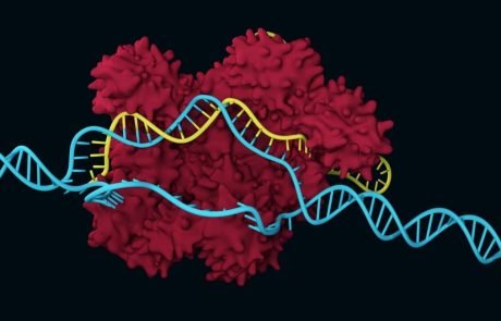 CRISPR-Cas 9 corrects genetic defects in mice