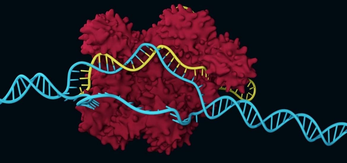 CRISPR-Cas 9 corrects genetic defects in mice