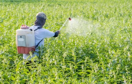 Better crop rotation strategies to tackle plant pathogens