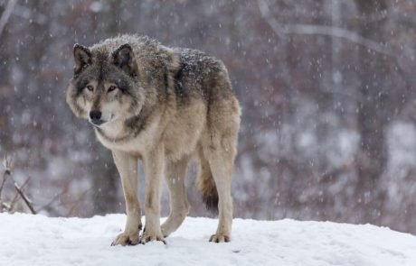 Culling of nearly 500 wolves in Canada failed to protect caribou