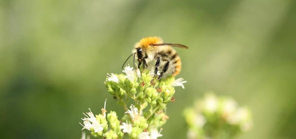 Declining wild bee populations threaten key food crops