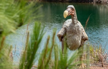 Als Klon: Forscher möchten den Dodo zurückbringen