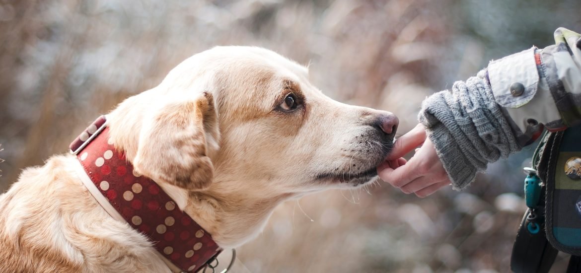 Humans and dogs share similarities in gut microbiome