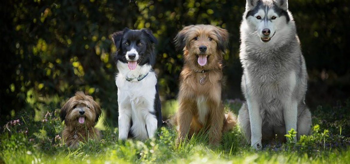 Hundeverhalten lässt sich laut Biologen nur zu 9 % durch Rasse erklären