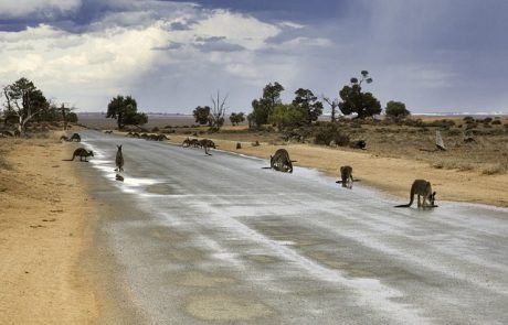 Australien steuert möglicherweise auf jahrzehntelange Megadürren zu