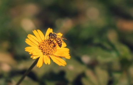 Forscher empfehlen Einschränkung von Pestiziden aufgrund fortschreitendem Insektensterben auch in Naturschutzgebieten