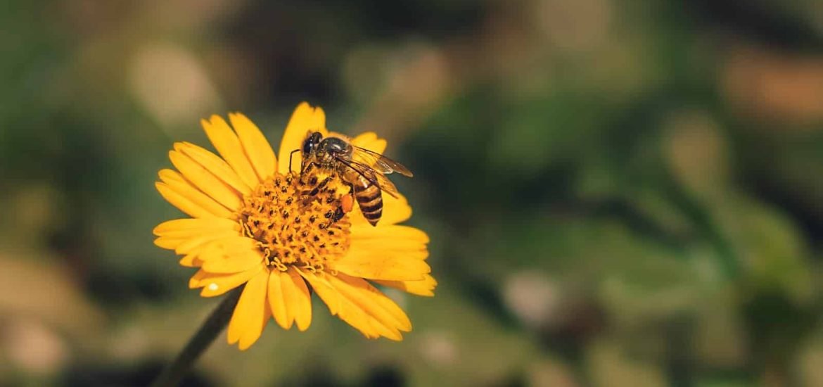 Forscher empfehlen Einschränkung von Pestiziden aufgrund fortschreitendem Insektensterben auch in Naturschutzgebieten