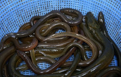 Eels threatened by cocaine-polluted waters