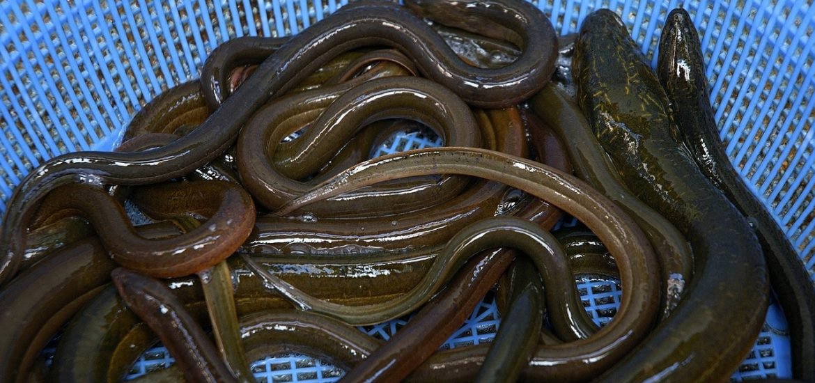 Eels threatened by cocaine-polluted waters