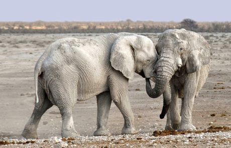 Wie die Haut Afrikanischer Elefanten Feuchtigkeit speichert