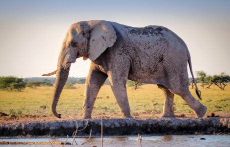 Captivity shortens the lifespan of wild elephants