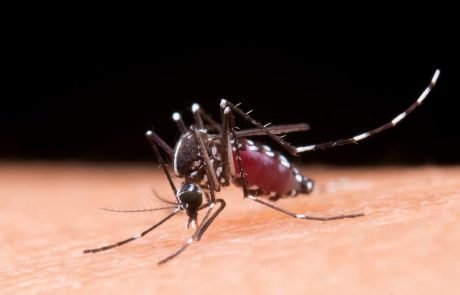 Can scientists completely eradicate disease-carrying mosquitoes?