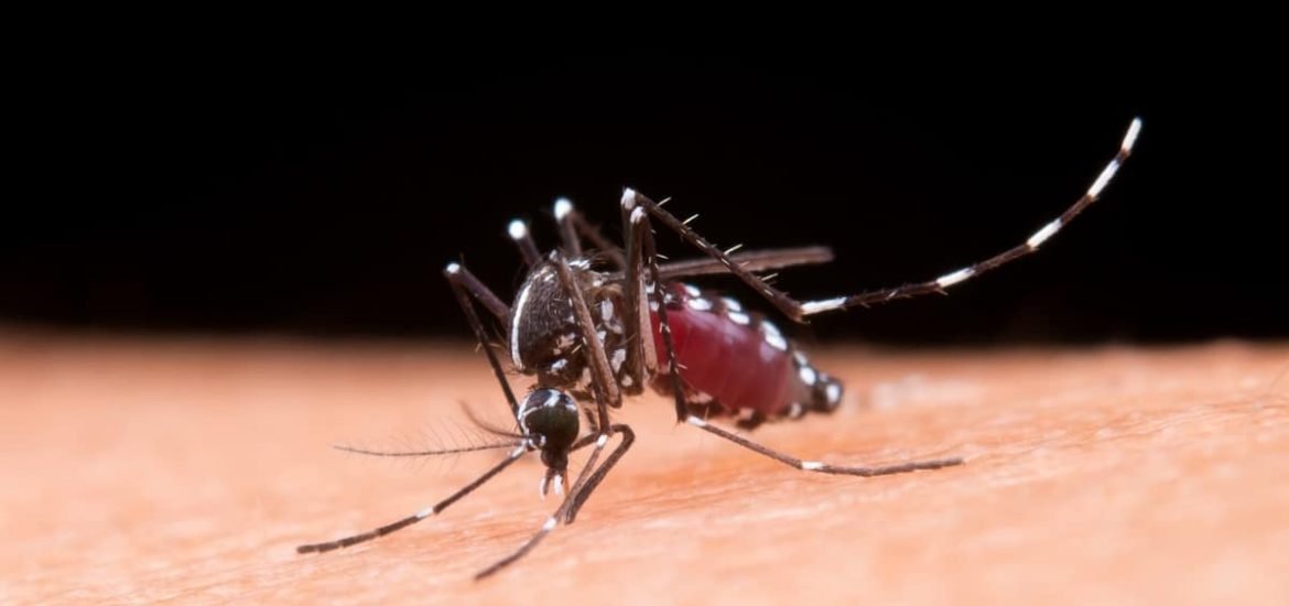 Can scientists completely eradicate disease-carrying mosquitoes?