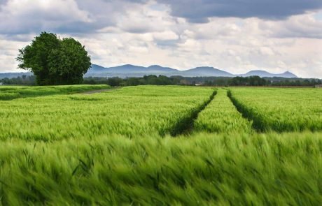 Biodiversité et agriculture. Mythe et réalité. Le cas de l’Agriculture de Conservation des Sols (1ère partie)