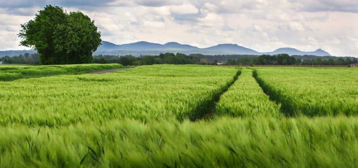 Biodiversité et agriculture. Mythe et réalité. Le cas de l’Agriculture de Conservation des Sols (1ère partie)