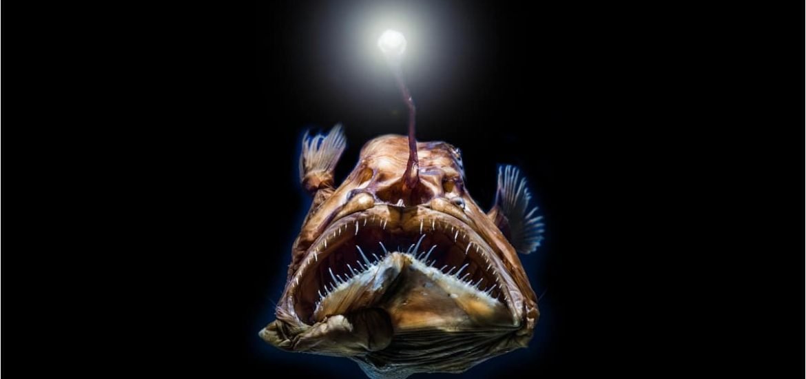 Deep-sea fish living in near darkness have evolved incredible vision