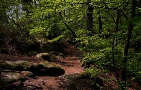 « Il n’y a pas de lien entre l’absence d’exploitation d’une forêt et son « bon état »» Bernard Roman-Amat (Interview)