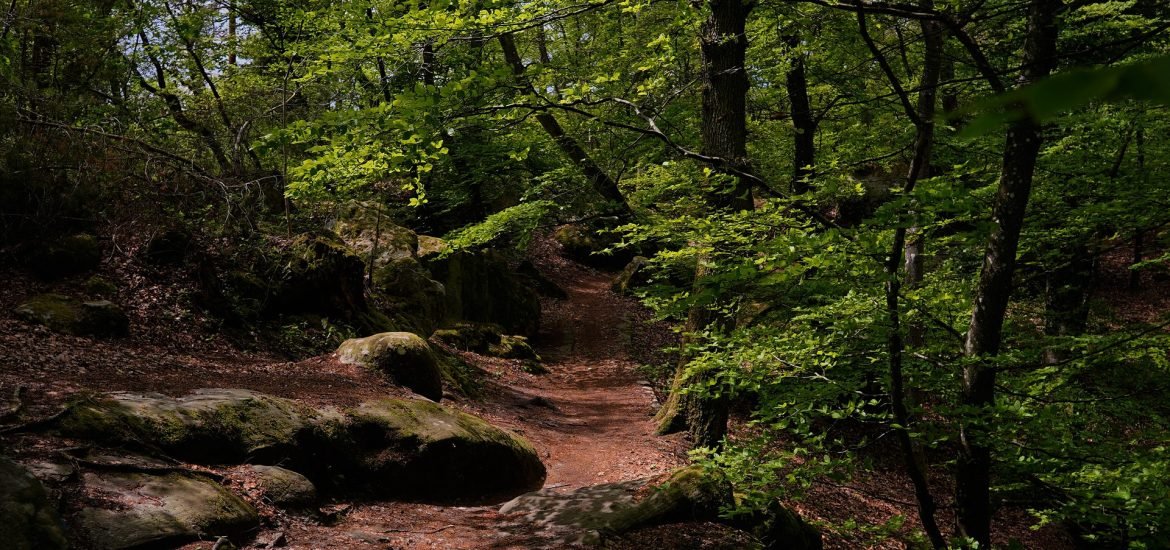 « Il n’y a pas de lien entre l’absence d’exploitation d’une forêt et son « bon état »» Bernard Roman-Amat (Interview)