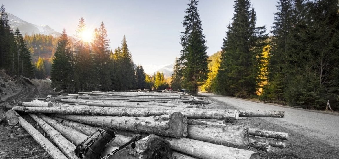 ‘Abrupt increase’ in harvested forest area threatens Europe’s climate goals