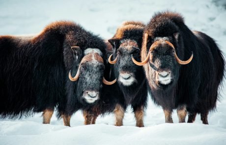 Chemie im Boden beeinflusst die Anzahl der Nachkommen wilder Tiere