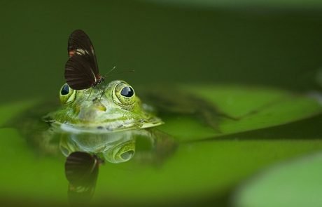 Dank neuer Teiche: Amphibienpopulation in der Schweiz erholt sich