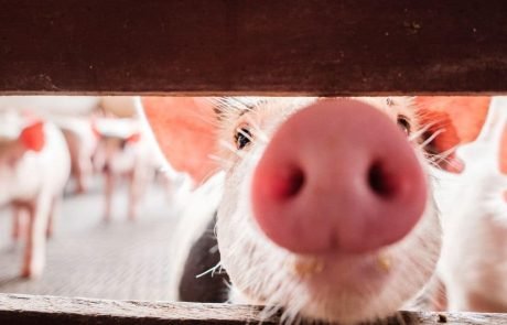 Can gene-edited pigs remedy the global shortage of human organs?