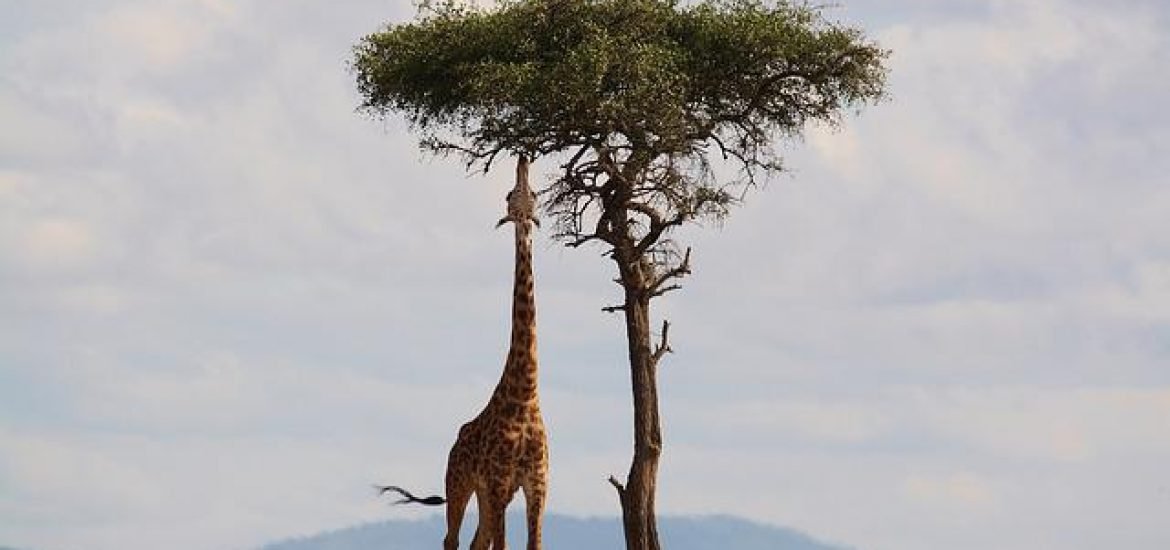 Langer Giraffenhals: Chinesische Forscher liefern neue Entstehungstheorie mittels Fossilien