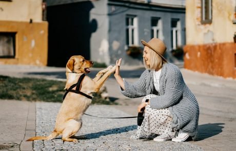 Tinder für Hunde? Forscher entwickeln KI-Algorithmus für Mensch-Hund Matchmaking