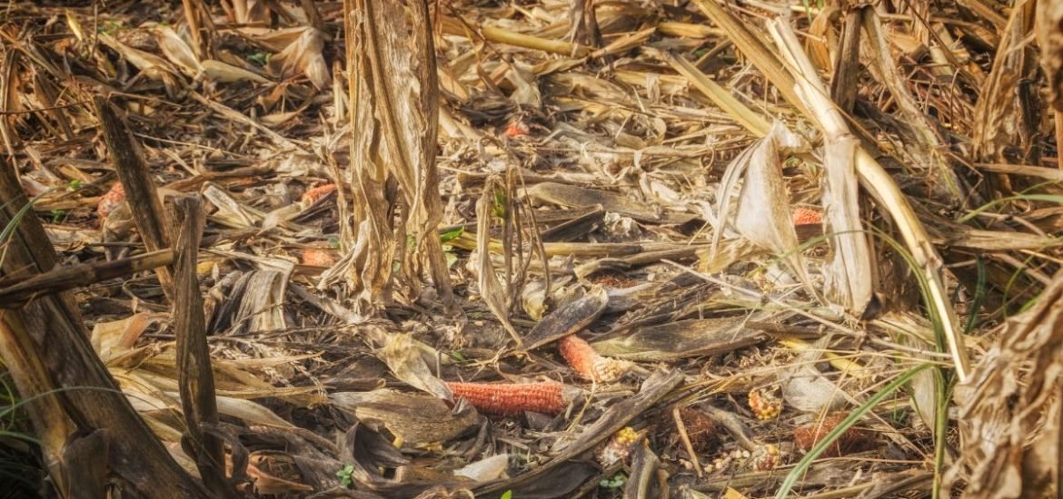 How does climate variability contribute to global crop failures?