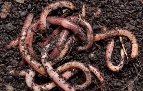 Global earthworm map: Largest dataset on soil biodiversity to date