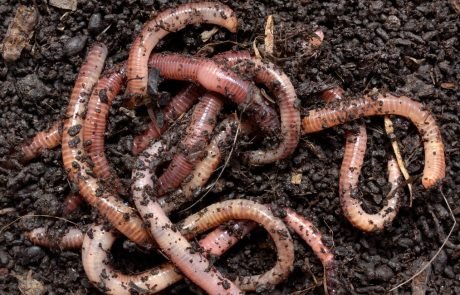 Global earthworm map: Largest dataset on soil biodiversity to date