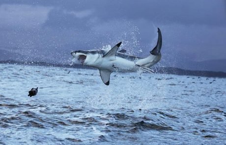 Orcas jagen Weiße Haie und bedrohen ganzes Ökosystem: ist der Mensch schuld?