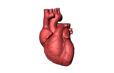 Il faut s’intéresser aux essais cliniques négatifs : oublions les cellules souches dans l’insuffisance cardiaque