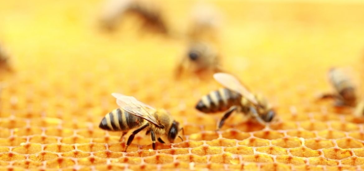 Decline of the honey bee: number of colonies fell by 16 per cent