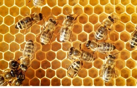 Engineered gut bacteria might help save honeybees