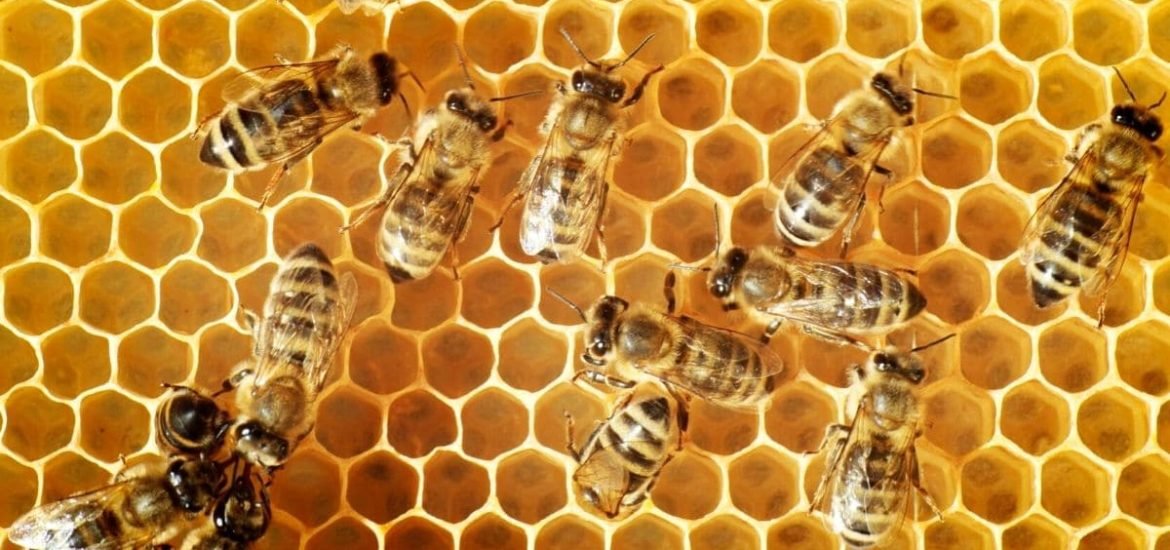 Engineered gut bacteria might help save honeybees