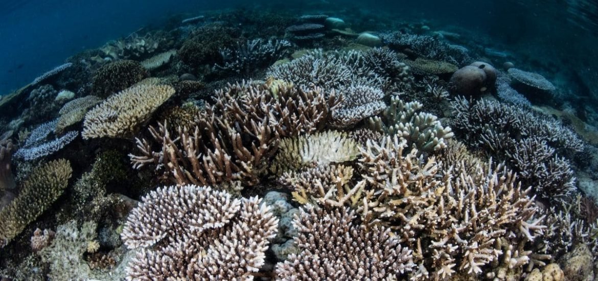 One million corals may tell us how to save the world’s precious reefs