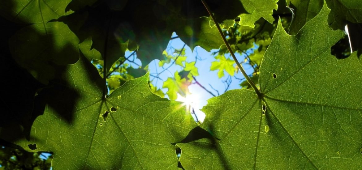 Semi-artificial photosynthesis: turning sunlight into hydrogen fuel