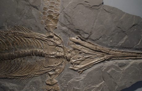 Giant ichthyosaur bone found in England