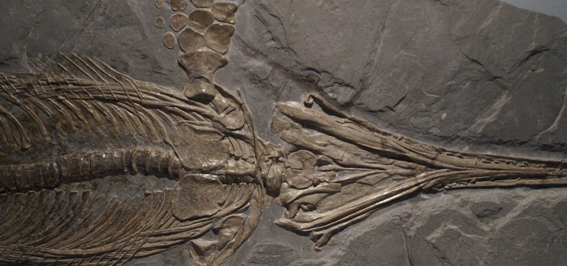 Giant ichthyosaur bone found in England