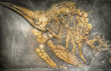 Fossilien-Friedhof offenbart: Urzeit-„Delfine“ verhielten sich offenbar wie heutige Wale