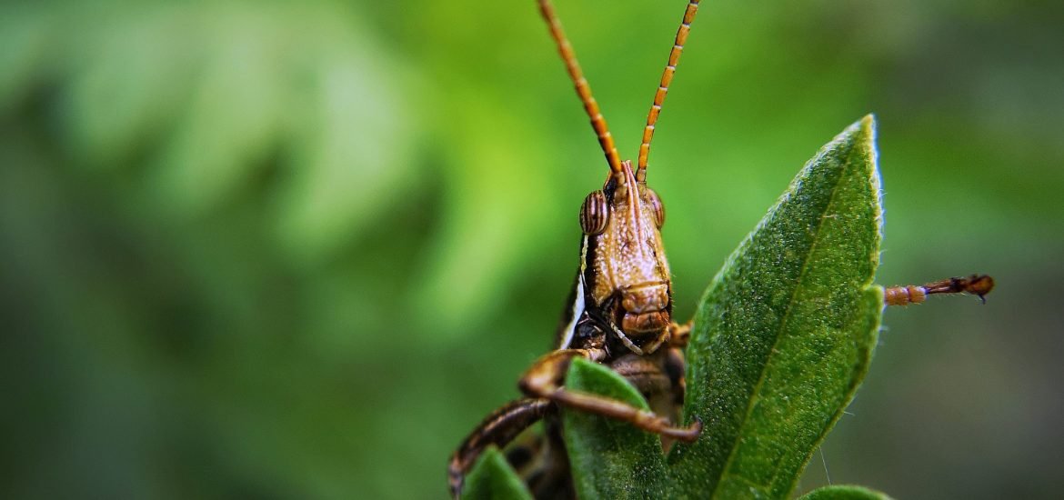 Europe’s anti-science plague descends on Africa