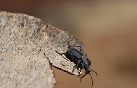 Käfer-Knie als Vorlage für neue bionische Gelenke?